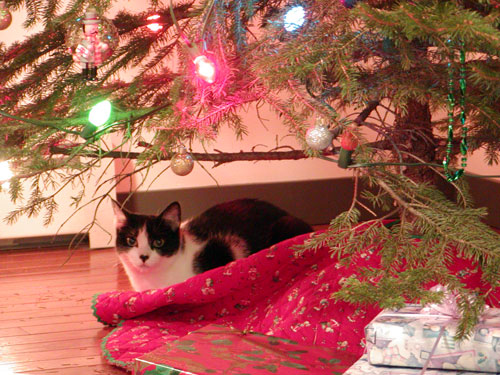 Christmas Kitty