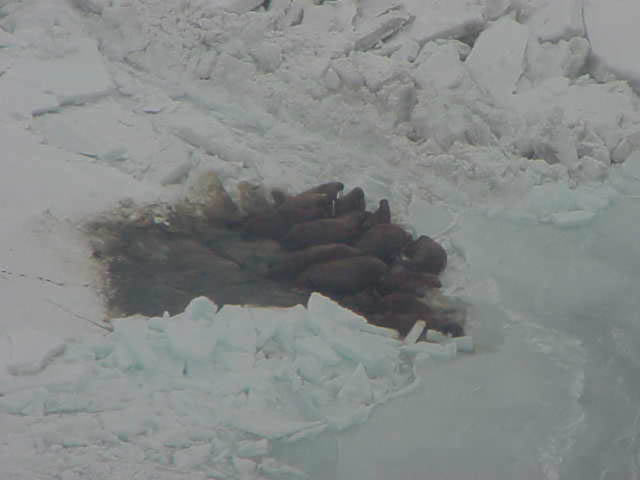 23walrus2