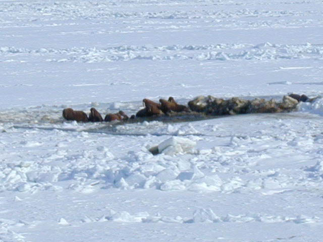 24walrus3