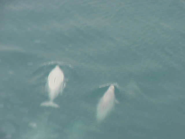 25beluga