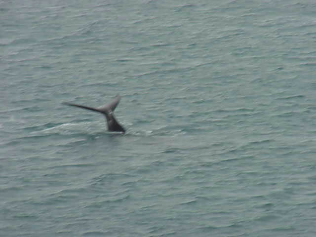 Coursewhale
