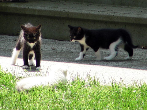 Kittens, pre-capture